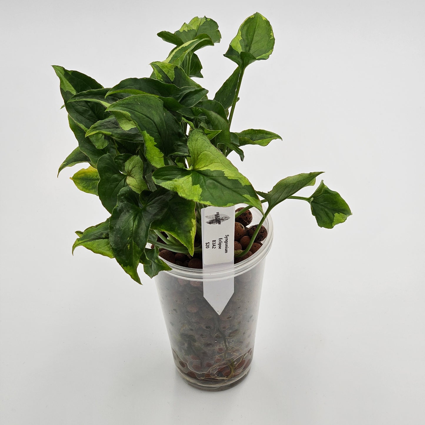 Syngonium Eclipse