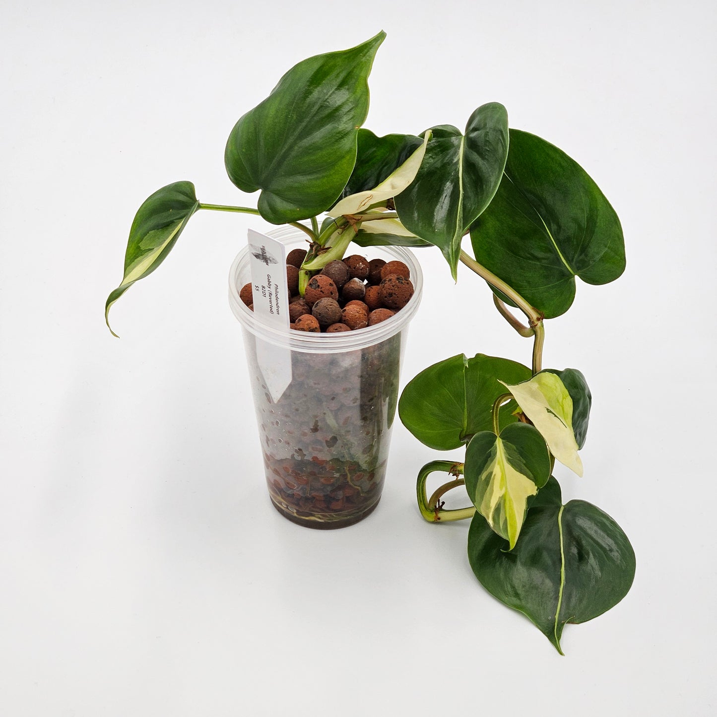 Philodendron Gabby (Reverted)