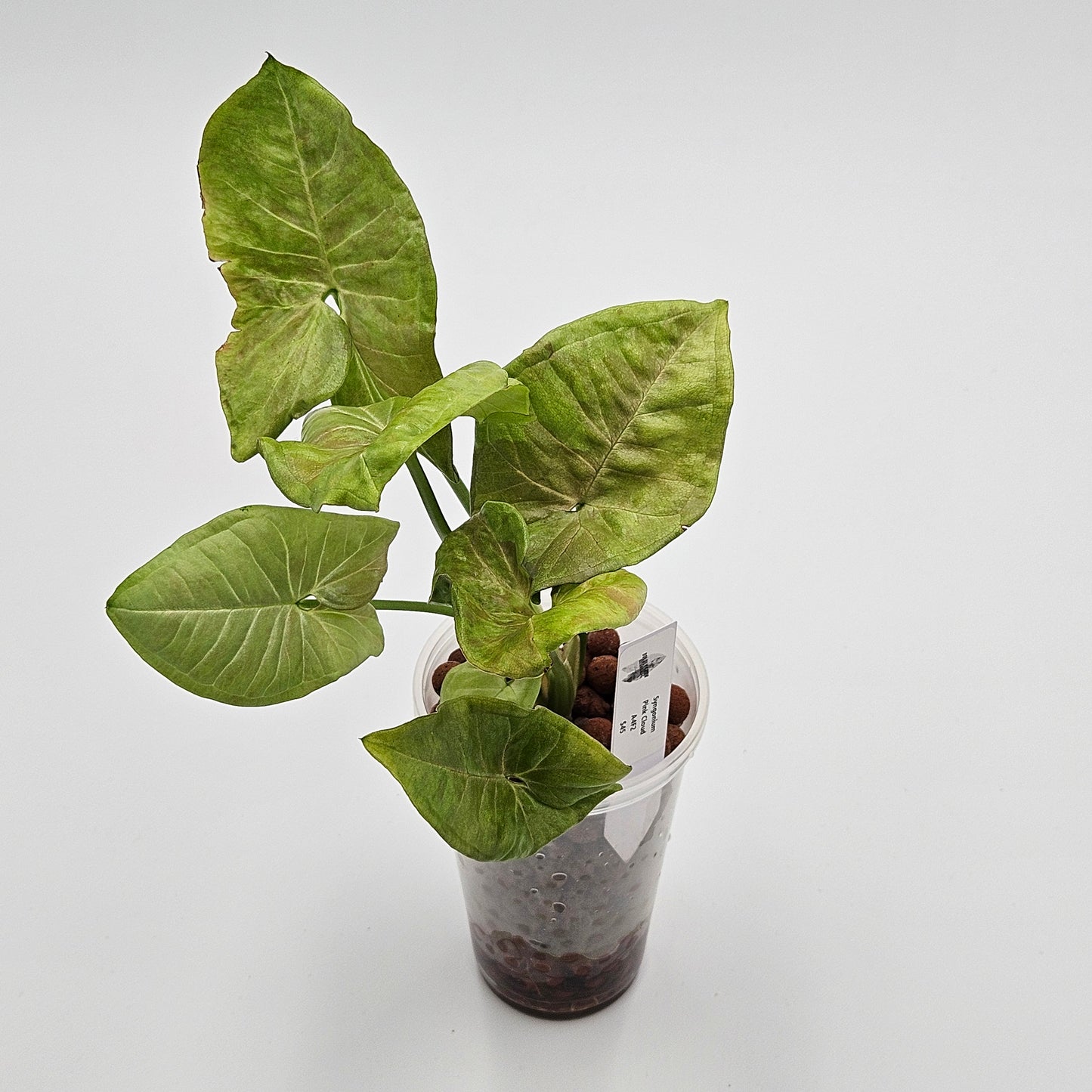 Syngonium Pink Cloud