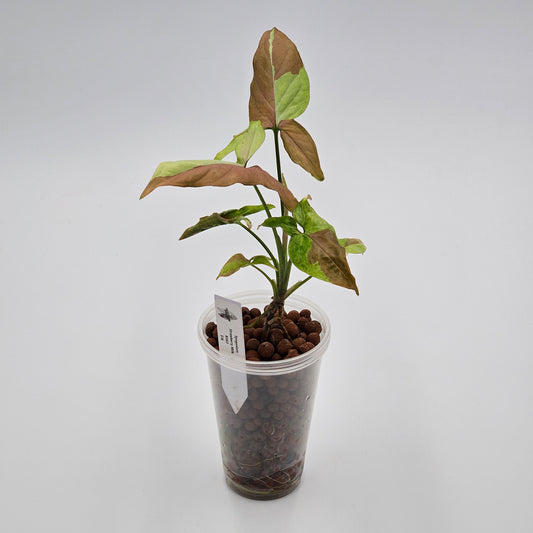 Syngonium Strawberry Milk